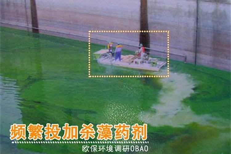 请教蓝藻处理最佳方案