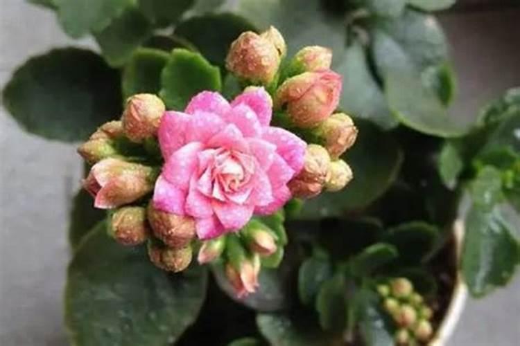 花生啥时候打叶面肥