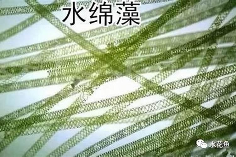 虾塘冬季用什么肥水 冬天虾塘肥水用什么最佳
