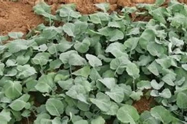 油菜地30斤水放多少尿素正确？