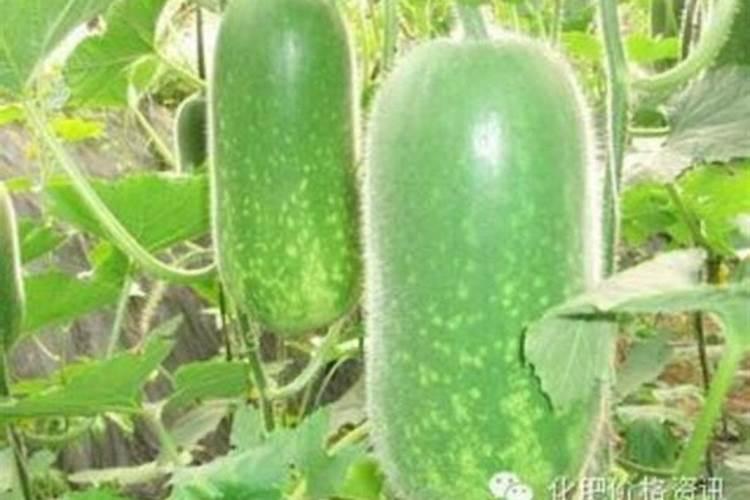 种冬瓜喜欢什么肥