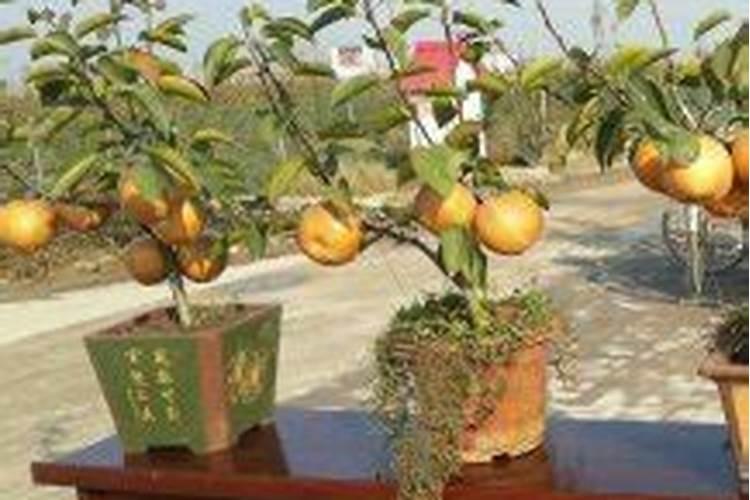 梨树什么时候施肥料最好