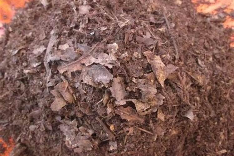 用树叶怎么做肥料