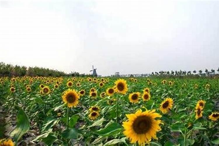 向日葵施什么肥最好