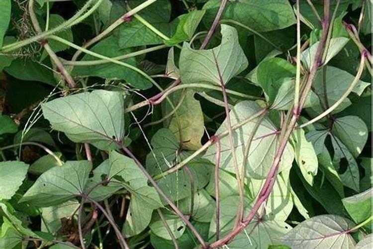 如何用红薯藤种植方法