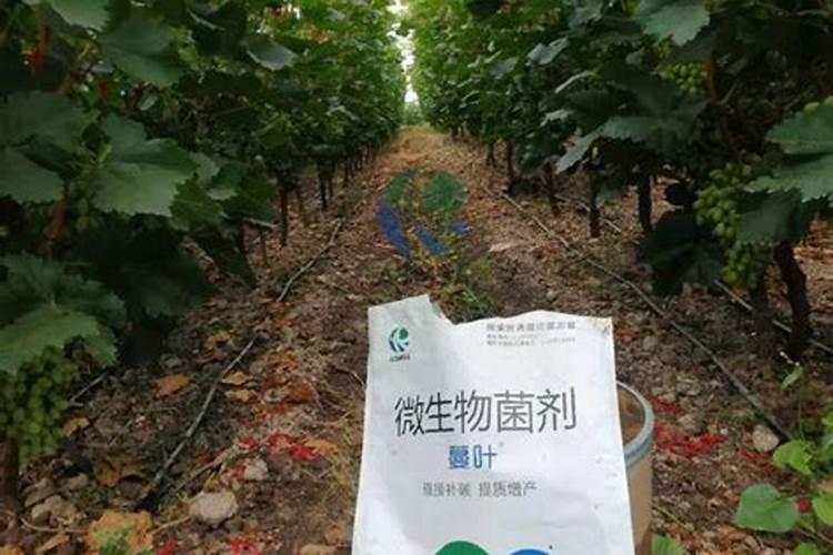 国家为什么推广水溶肥 水溶肥的优点及正确的使用方式