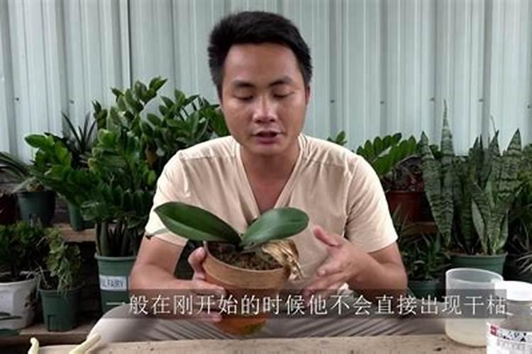 蝴蝶兰叶片发黄怎么办