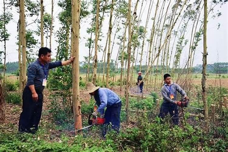 桉树追肥用什么肥料好