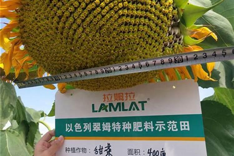葵花开花了时能追肥吗