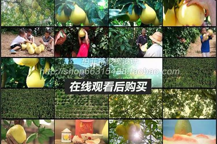 橙子是什么杂交出来的