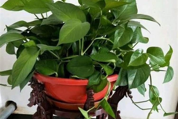 含氮高的肥料有哪些