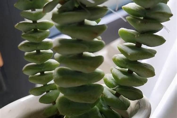怎样养钱串树