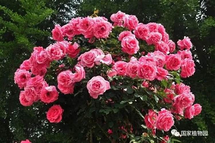 月季花怎么施肥月季花如何施肥