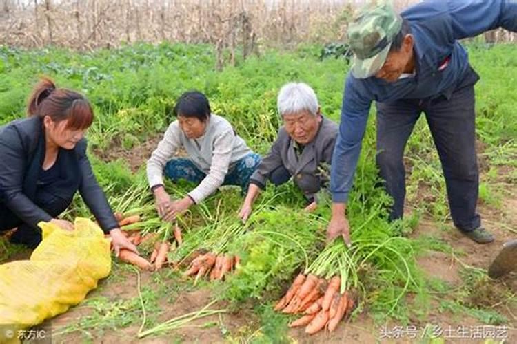 什么是固氮菌