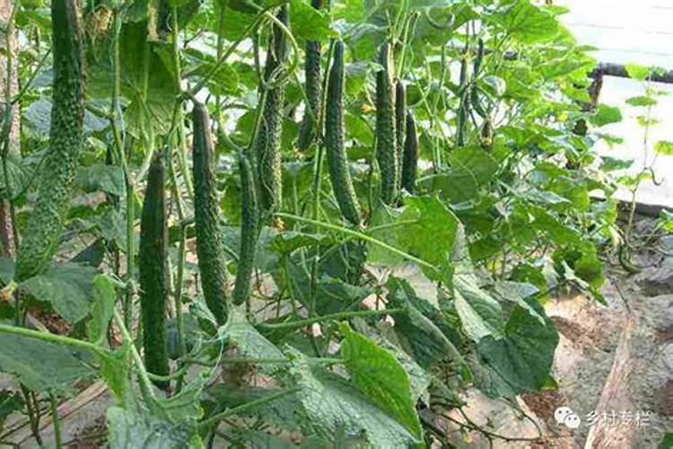 豆角怎么管理才能高产 豆角如何管理才能高产