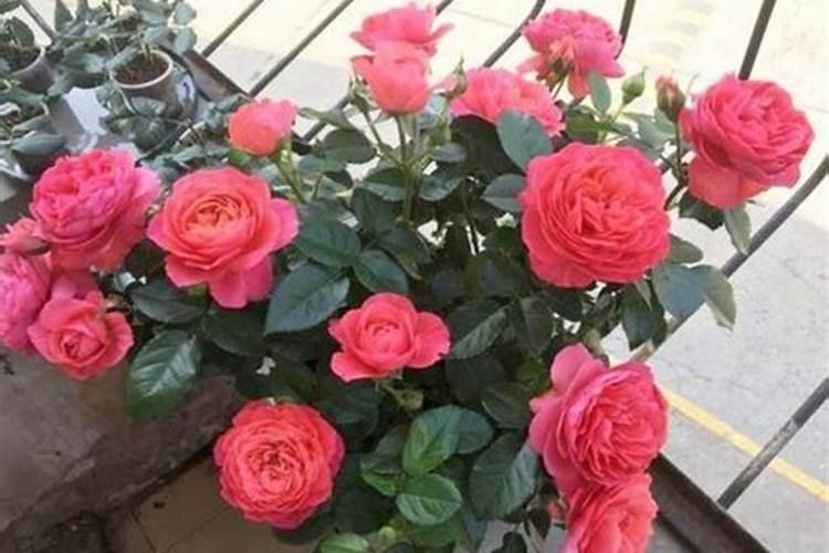 月季花夏季施什么肥好