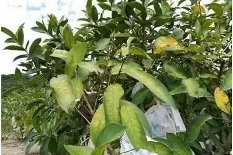 镁肥补施镁肥方法