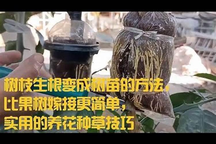 荔枝果苗刚种两天能不能放生根水浇水