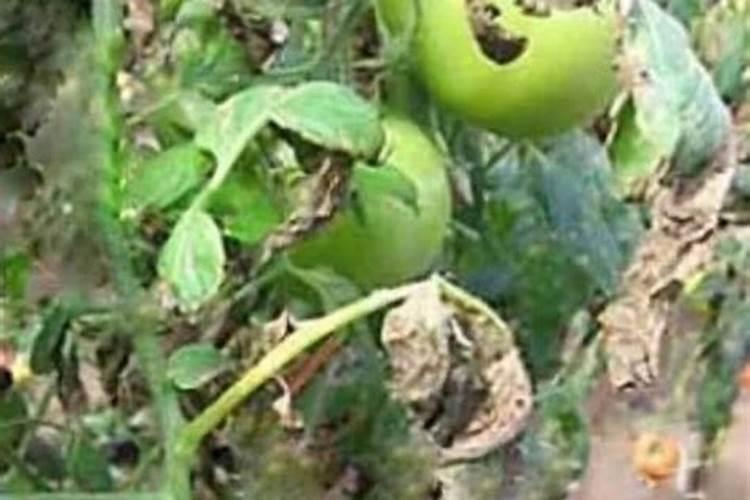 小番茄喷施什么叶面肥,生根快？