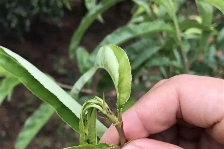 植物缺各种肥料的表现是怎样的？