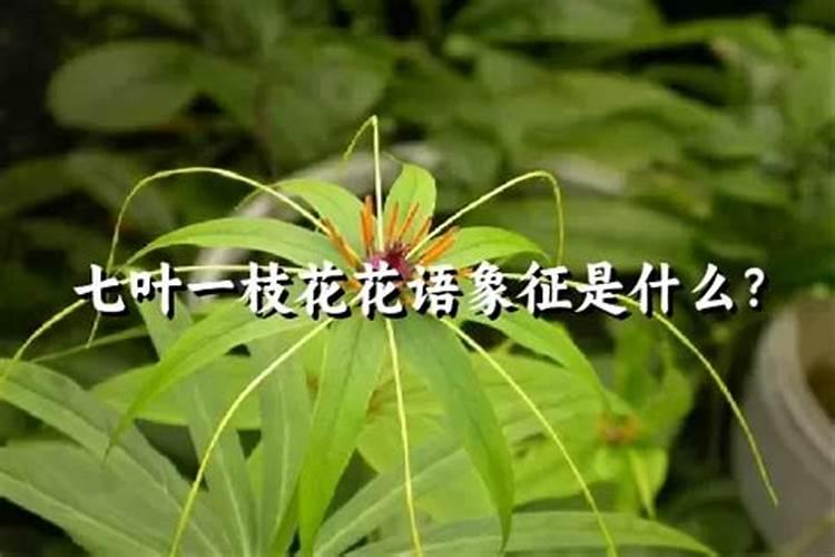 种植七叶一枝花的最佳肥是那种,壮苗
