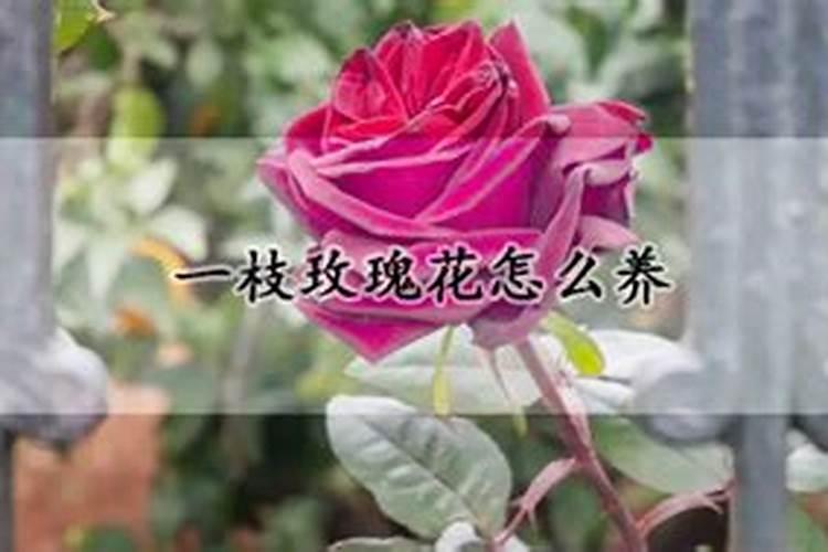七叶一枝花有什么种植方法