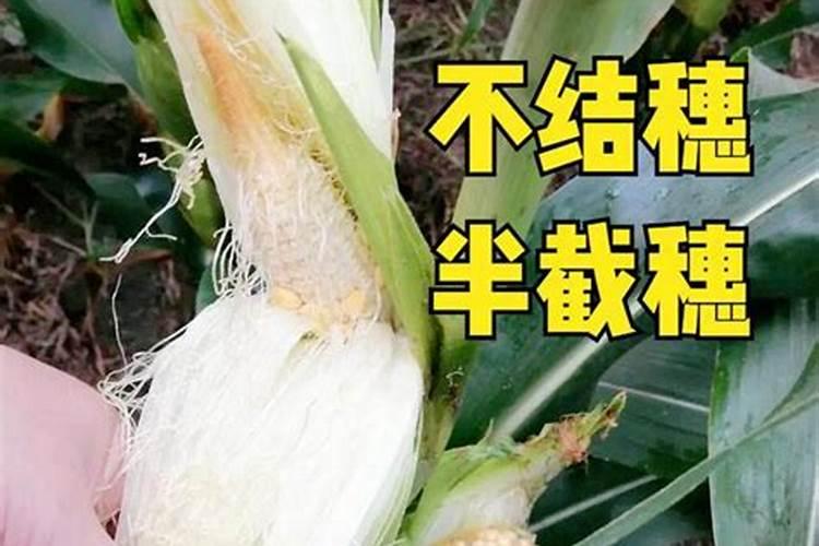 玉米开花后还要施肥吗