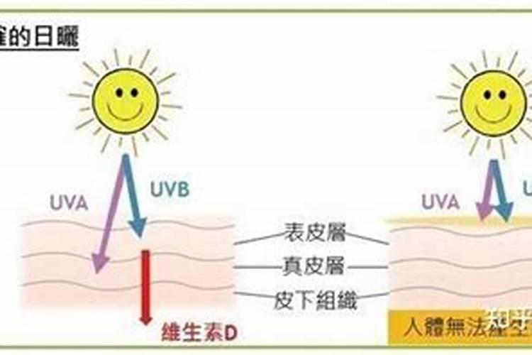 栀子花盆栽可以晒太阳吗