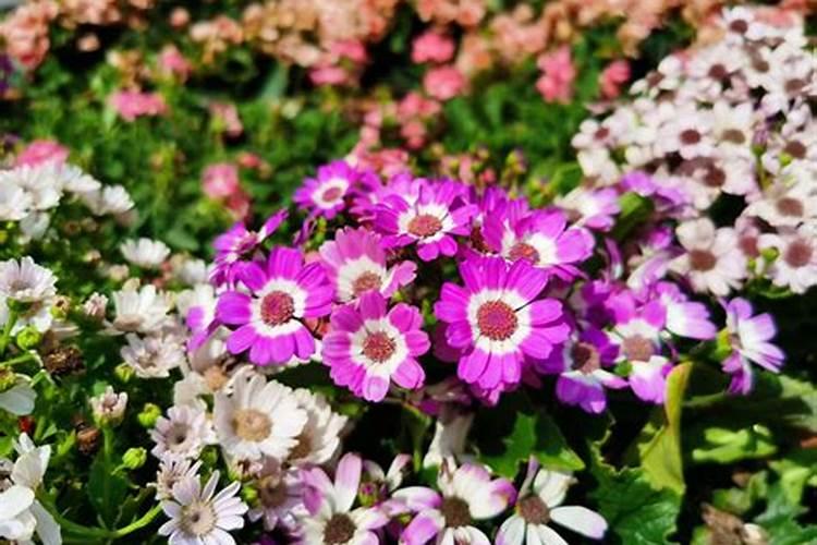 碗莲的养殖方法和注意事项