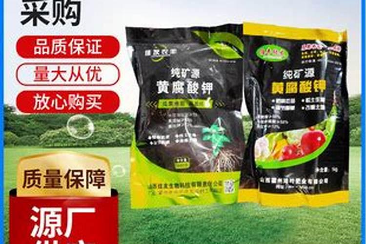 西红柿苗打什么叶面肥叶子油亮