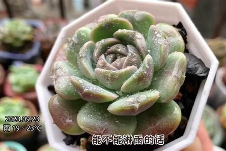 多肉种多久可以浇肥料多肉什么时候需要施肥？