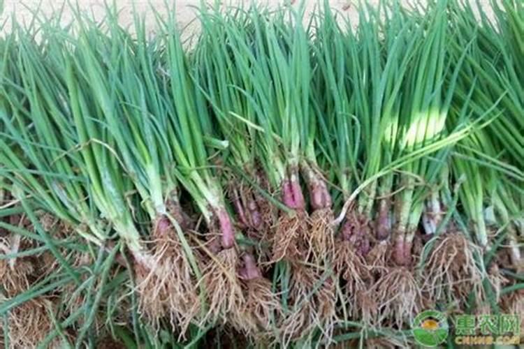 种香葱用什么肥料最好