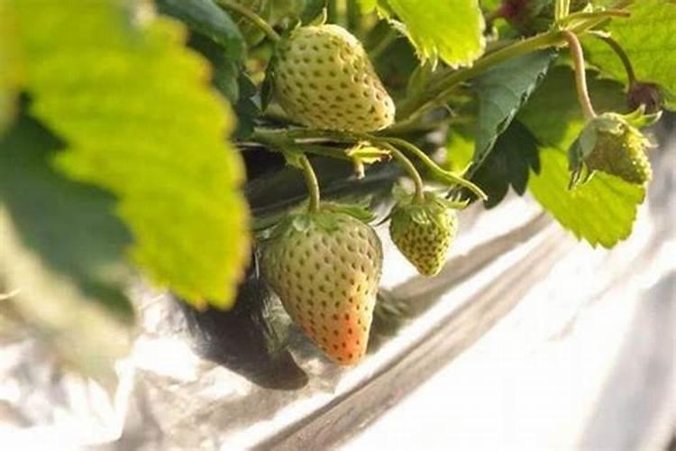 草莓不结果怎么办