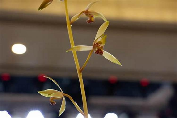 兰花什么季节施肥最好