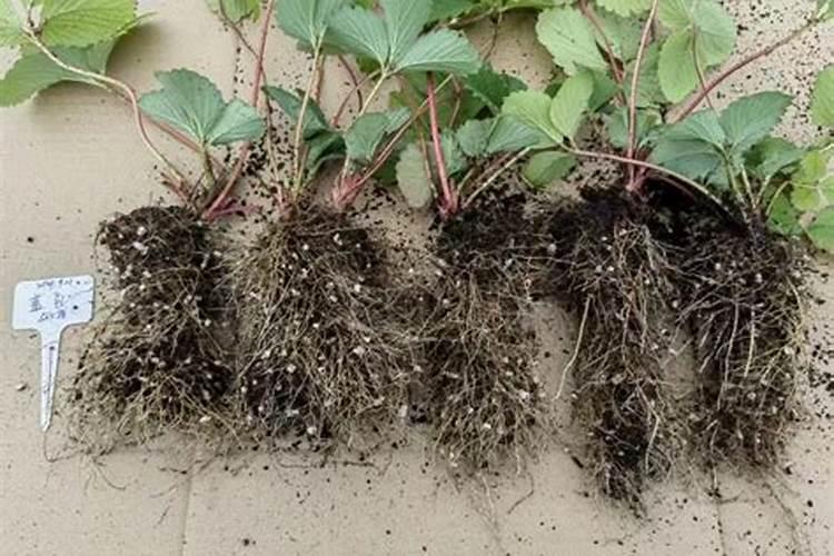 草莓苗种植多久能施肥草莓苗什么时候施肥