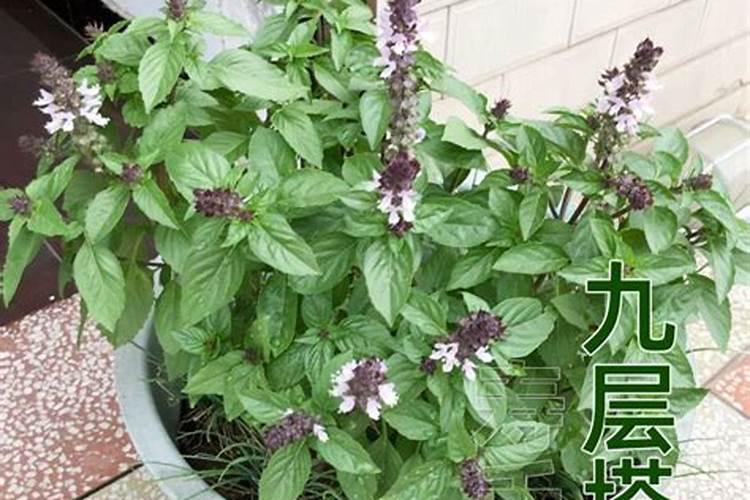柠檬罗勒九层塔怎么种植