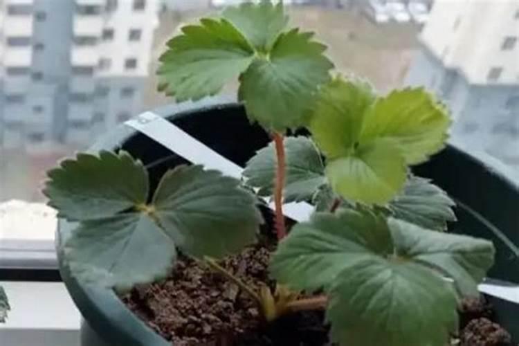 草莓药害该怎么补救