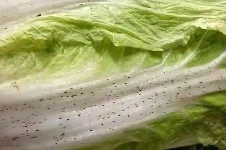 菜籽饼是氮肥还是磷肥