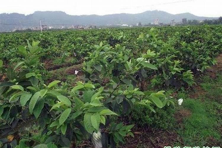 石榴树什么时候施肥最好