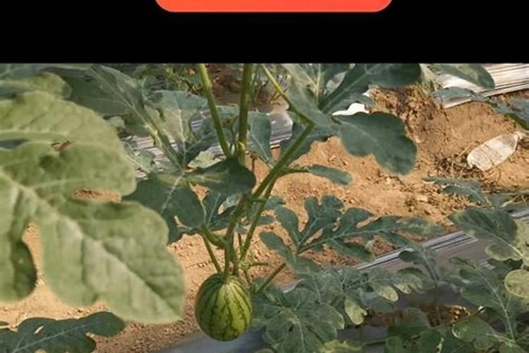 西瓜膨果期用什么肥料
