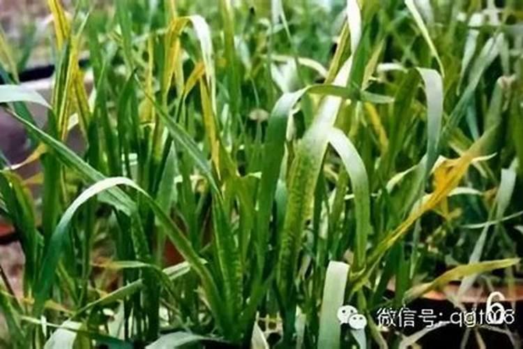 小麦缺肥可不可以打磷酸二铵掺色素