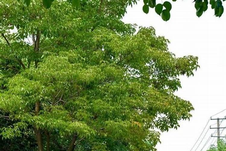 香樟树如何施肥