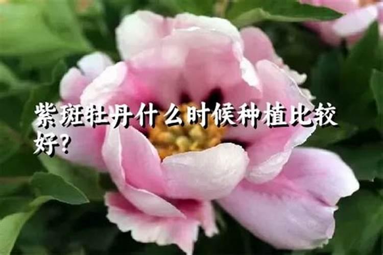牡丹花怎么施肥
