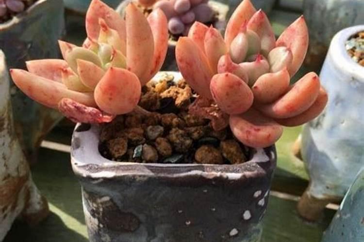 烂菜叶能当肥料使吗？这一点千万要注意