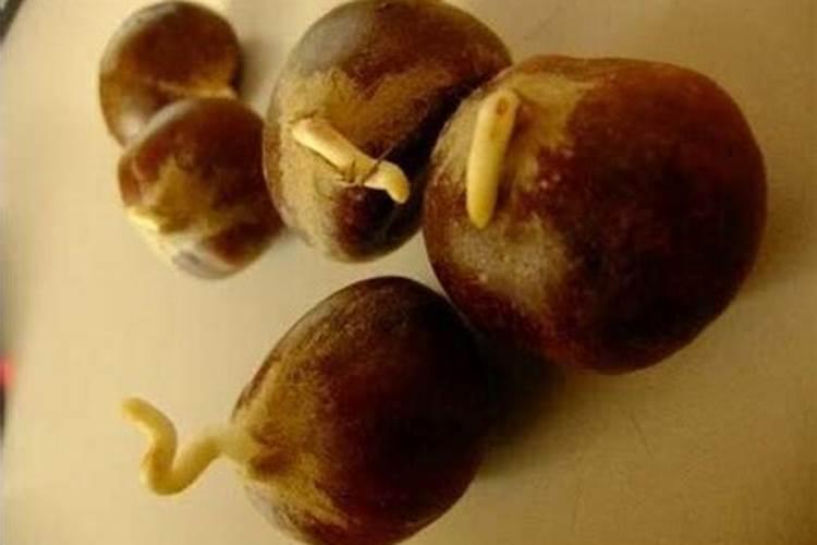 板栗壳可以做花肥吗