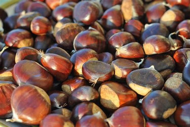 板栗壳怎么做花肥