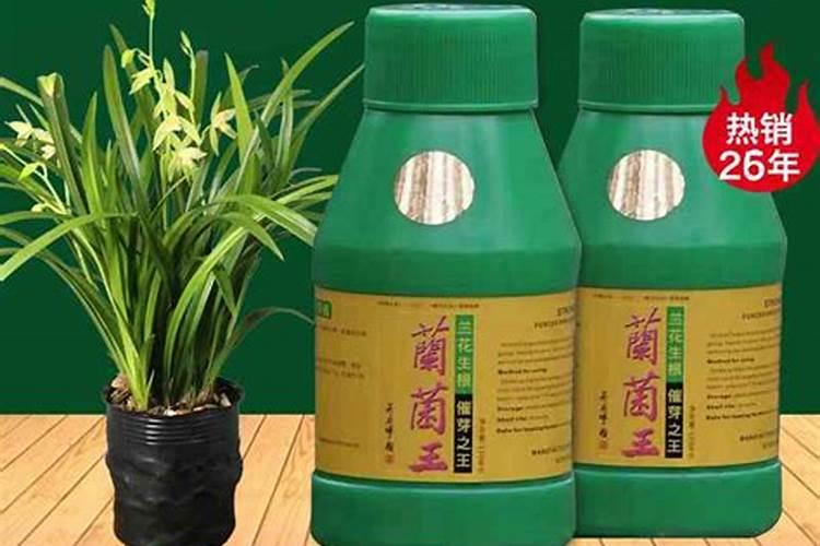 春季如何用兰菌王养护兰花发的芽更多更壮