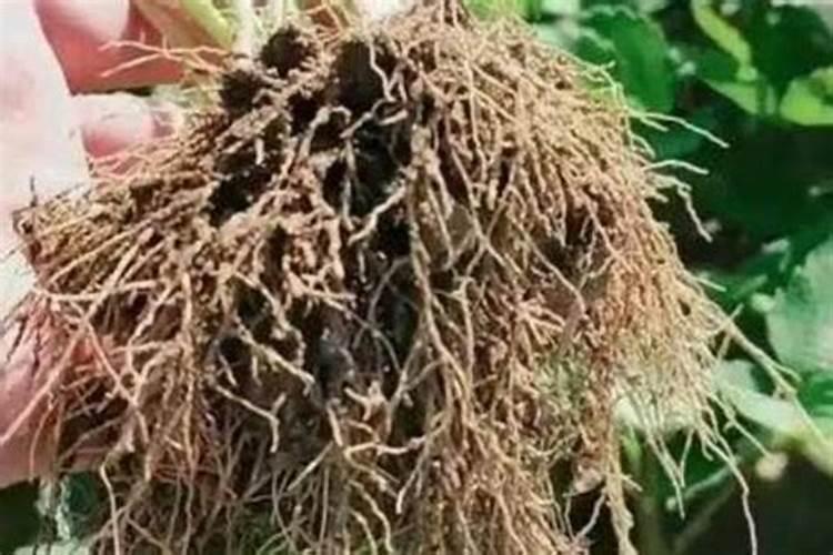植物生根剂的使用方法 快速生根剂怎样使用效果好
