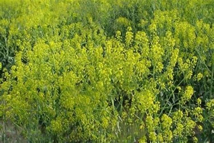 怎样种植板蓝根