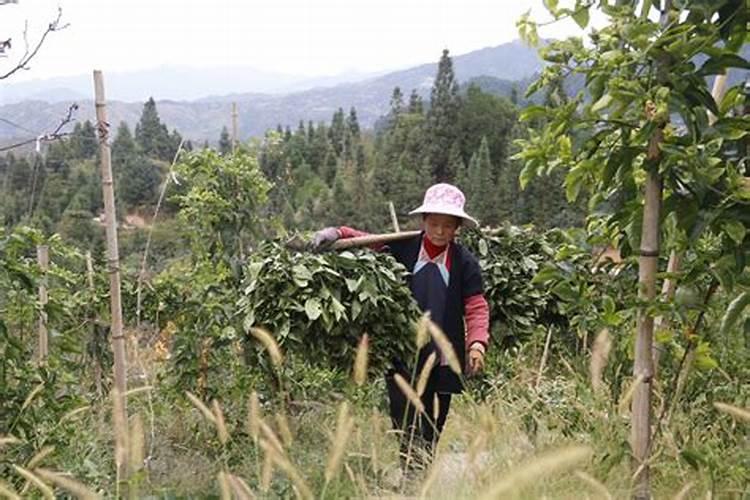 江西种植什么中草药比较适合。